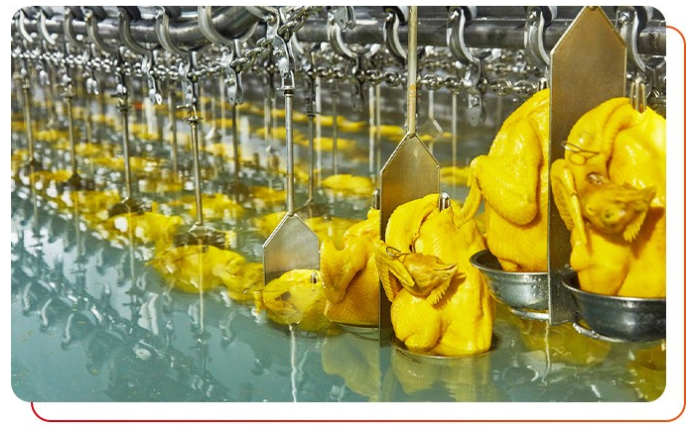 唐順興白切雞食材供應商用的什么雞